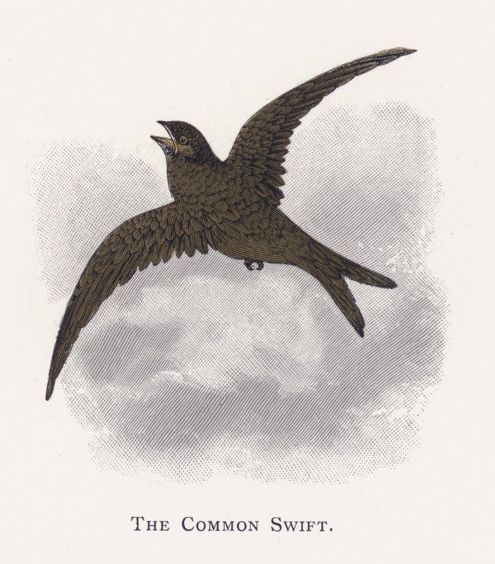 Swift obecný od Alexander Francis Lydon