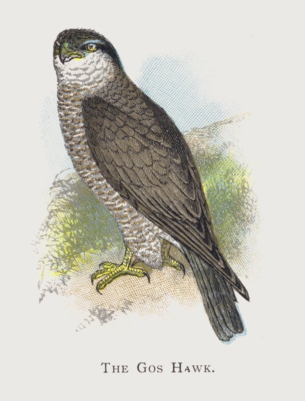 Gos Hawk od Alexander Francis Lydon