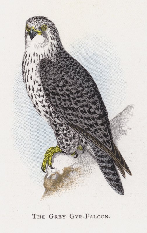Šedý Gyr-Falcon od Alexander Francis Lydon