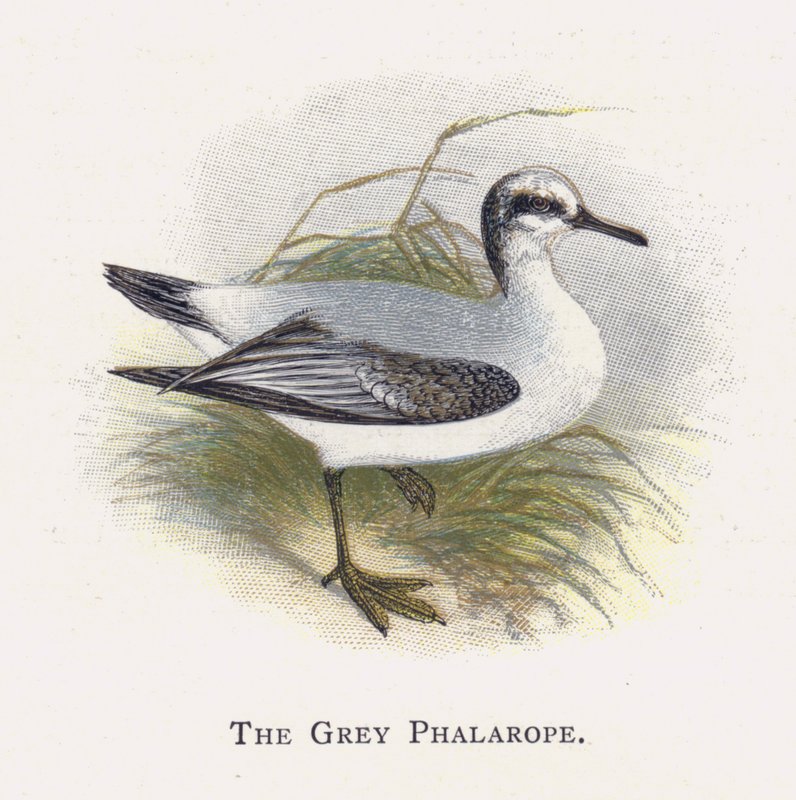 Šedý phalarope od Alexander Francis Lydon