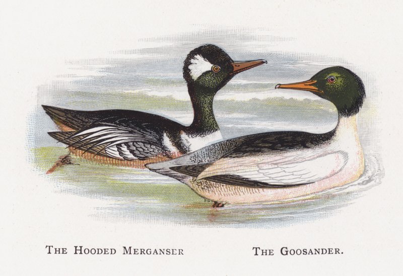 Merganer s kapucí, Goosander od Alexander Francis Lydon
