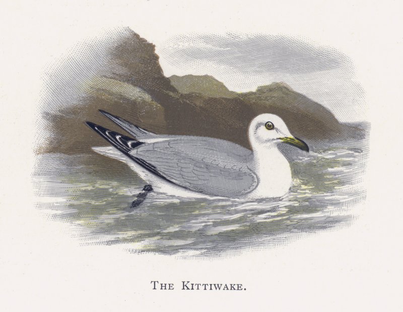 Kittiwake od Alexander Francis Lydon