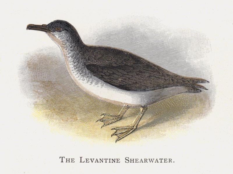 Levantská Shearwater od Alexander Francis Lydon
