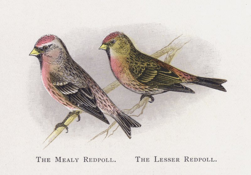 The Mealy Redpoll, The Lesser Redpoll od Alexander Francis Lydon