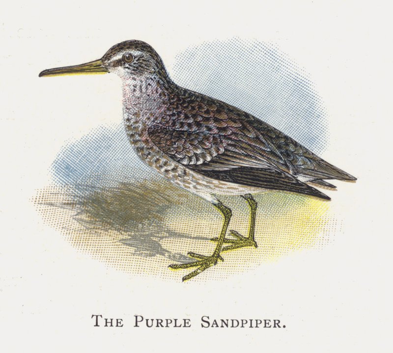 Sandpiper purpurový od Alexander Francis Lydon