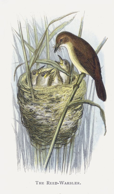 Reed-Warbler od Alexander Francis Lydon