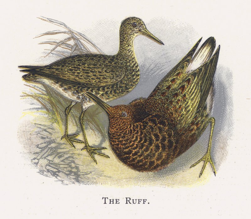 Ruff od Alexander Francis Lydon