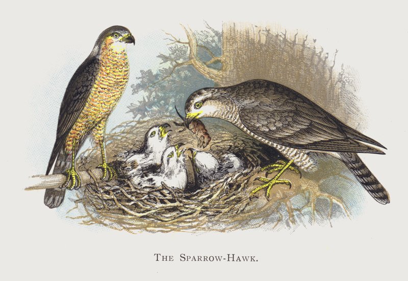 Vrabčák-Hawk od Alexander Francis Lydon