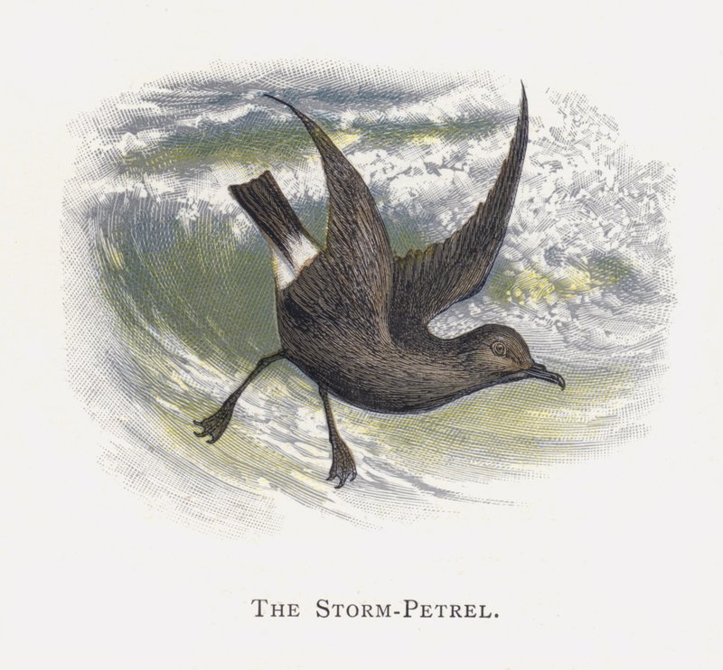 Storm-Petrel od Alexander Francis Lydon