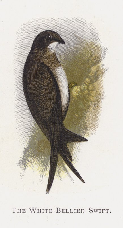Swift bělobřichý od Alexander Francis Lydon