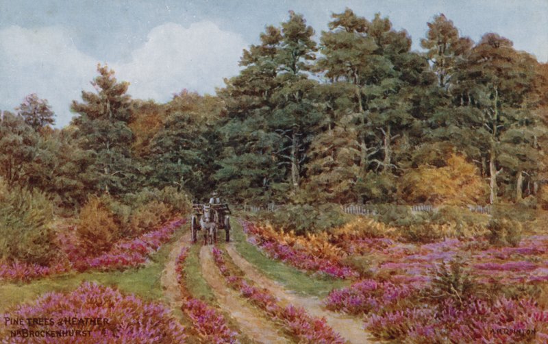 Borovice a vřes poblíž Brockenhurst od Alfred Robert Quinton