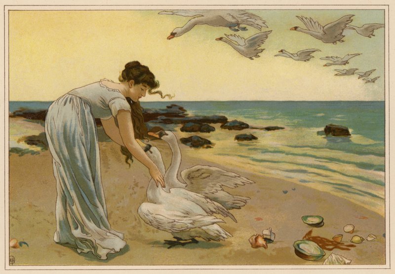 Bílé labutě (chromolit) od Alice Havers