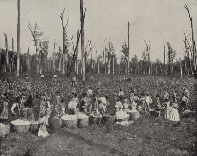 Sběr bavlny v Mississippi (černobílá fotografie) od American Photographer (after)