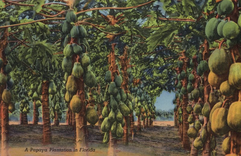 Plantáž papáji, Florida (foto) od American Photographer (after)