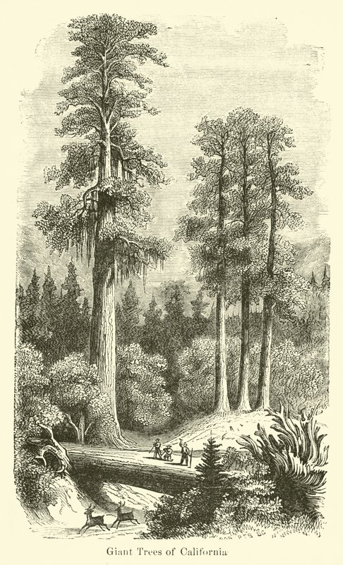 Giant Trees of California od American School