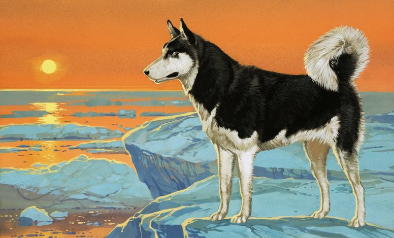 Husky dog od Angus McBride