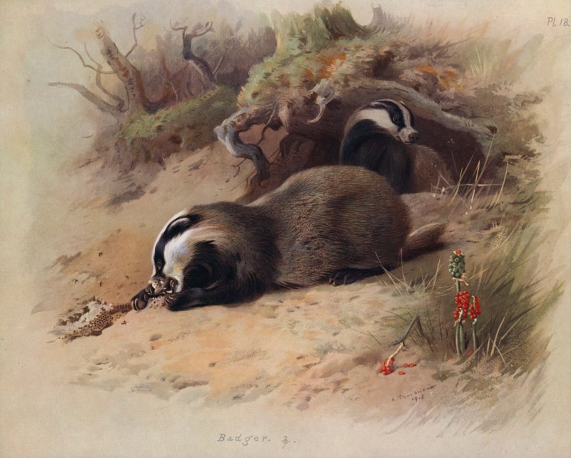 Jezevec od Archibald Thorburn