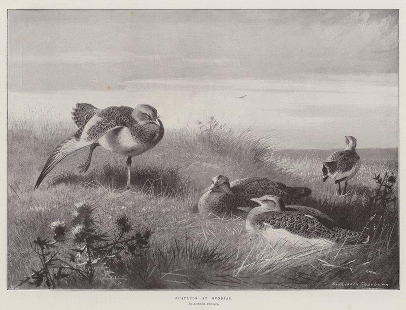 Dropi při východu slunce od Archibald Thorburn