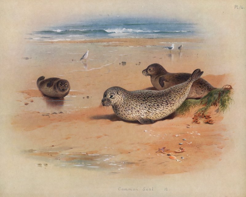 tuleň obecný od Archibald Thorburn