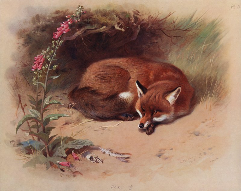 Liška od Archibald Thorburn