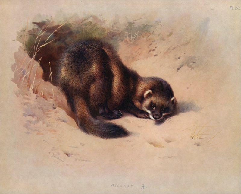 Tchoř od Archibald Thorburn
