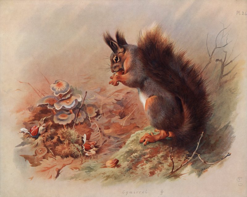 Veverka od Archibald Thorburn