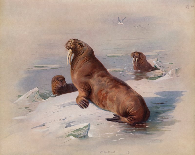 Mrož od Archibald Thorburn