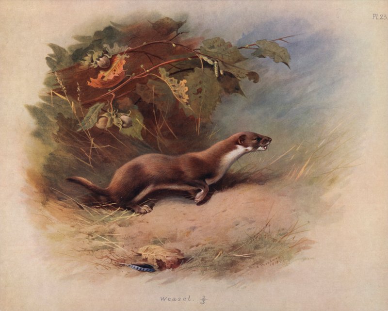 Lasička od Archibald Thorburn