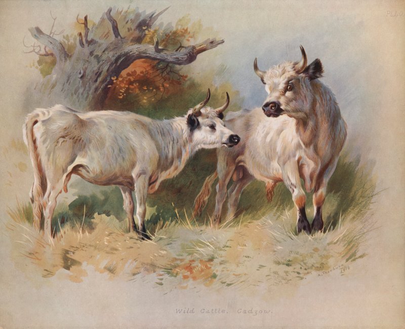 Divoký dobytek, Cadzow od Archibald Thorburn