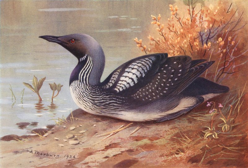 Potápka černokrká (barevná litografie) od Archibald Thorburn