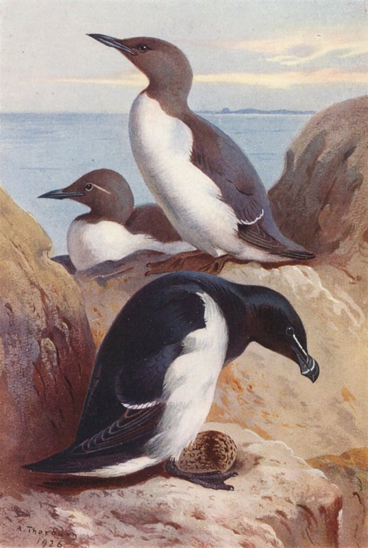 Bystrouška obecná, břitva (barevná litografie) od Archibald Thorburn