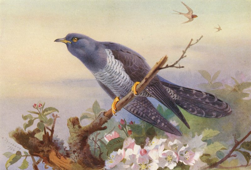 Kukačka (barevná litografie) od Archibald Thorburn