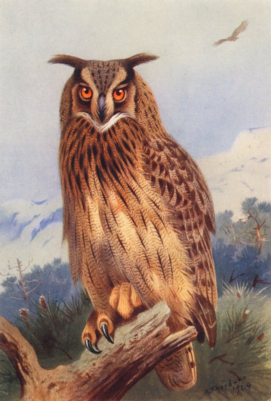 Orlice (barevná litografie) od Archibald Thorburn