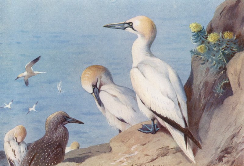 Gannet (dospělý a nedospělý) (barevná litografie) od Archibald Thorburn