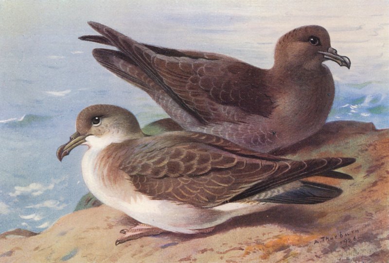 Střevlík velký, střemhlavý (barevná litografie) od Archibald Thorburn