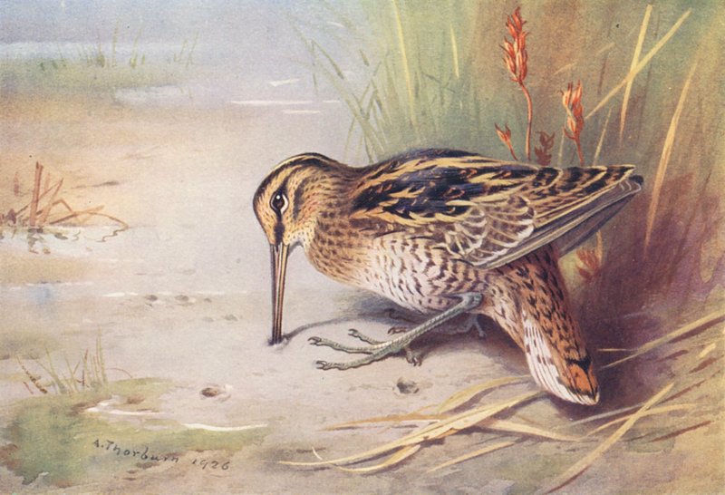 Bekasina velká (barevná litografie) od Archibald Thorburn