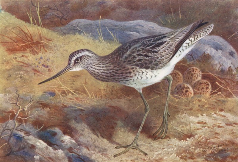 Greenshank (barevná litografie) od Archibald Thorburn