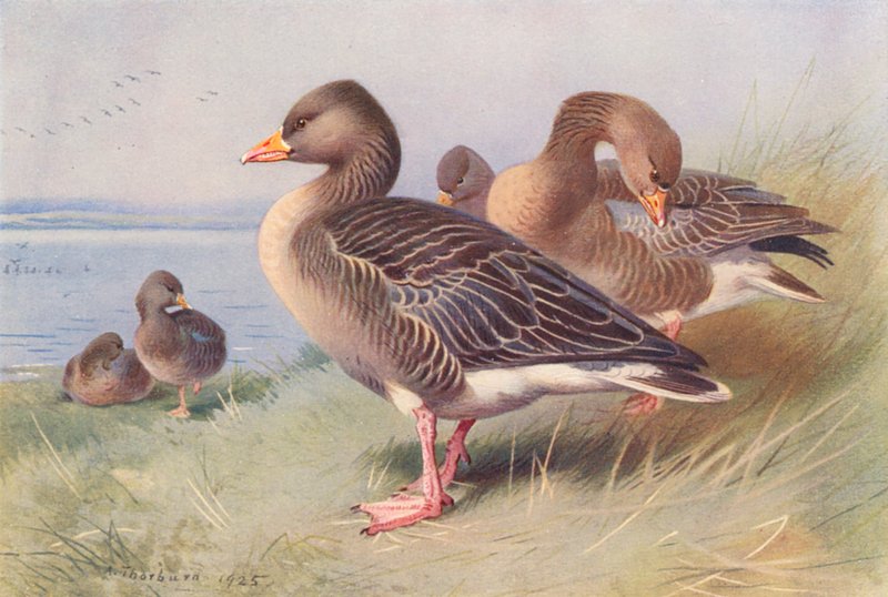 Grey Lag-Goose (barevná litografie) od Archibald Thorburn