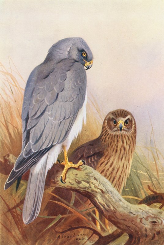 Slepičí nosič (barevná litografie) od Archibald Thorburn