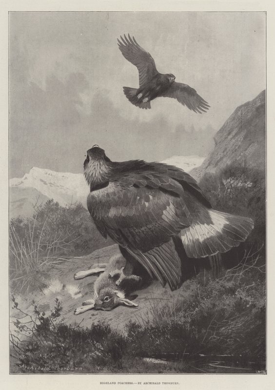 Highland Poachers od Archibald Thorburn