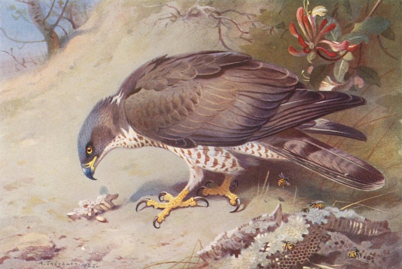 Honey-Buzzard (barevná litografie) od Archibald Thorburn