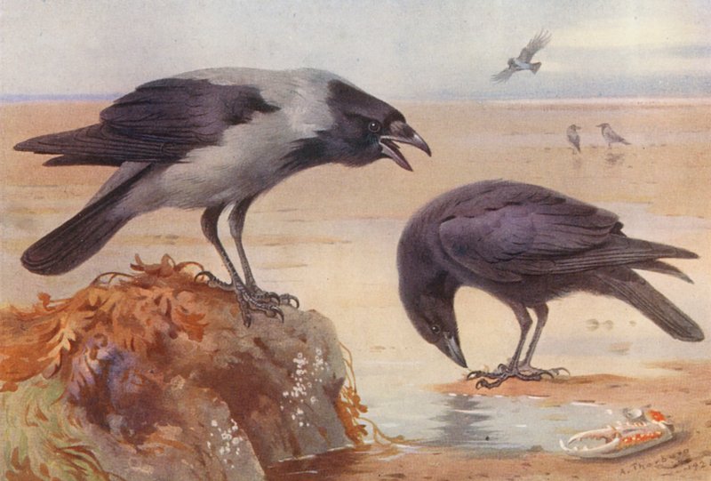Vrána s kapucí, Carrion-Crow (barevná litografie) od Archibald Thorburn