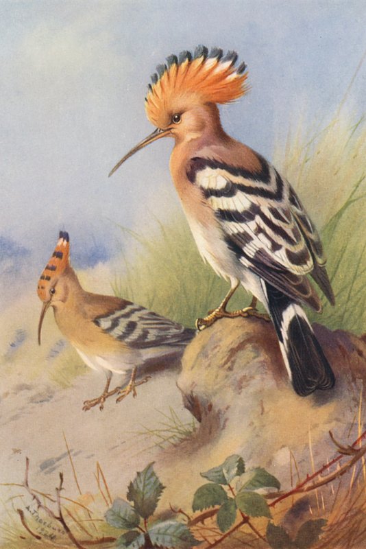 Dudek (barevná litografie) od Archibald Thorburn