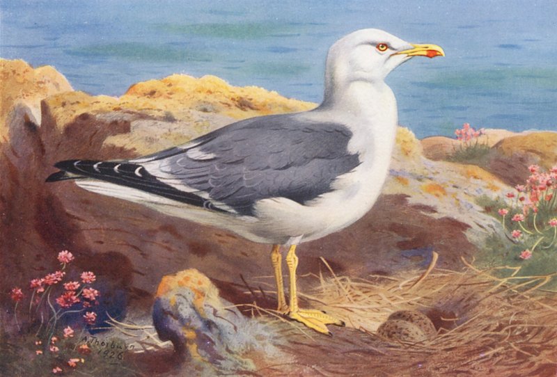 Racek chechtavý (barevná litografie) od Archibald Thorburn