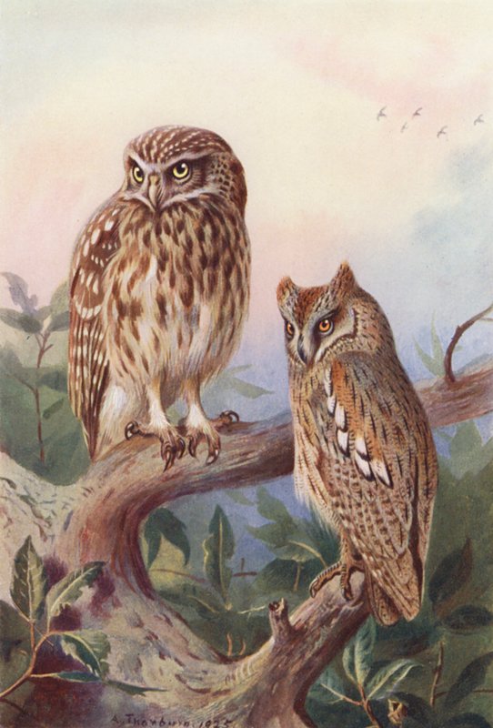 Malá sova, Scops-Owl (barevná litografie) od Archibald Thorburn