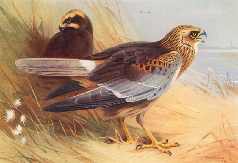 Marsh-Harrier (barevná litografie) od Archibald Thorburn