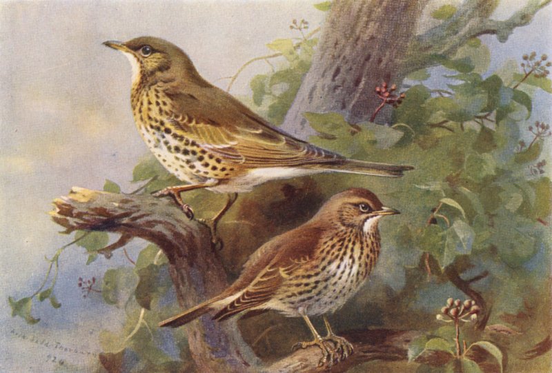 Mistle-Thrush, Song-Thrush (barevná litografie) od Archibald Thorburn