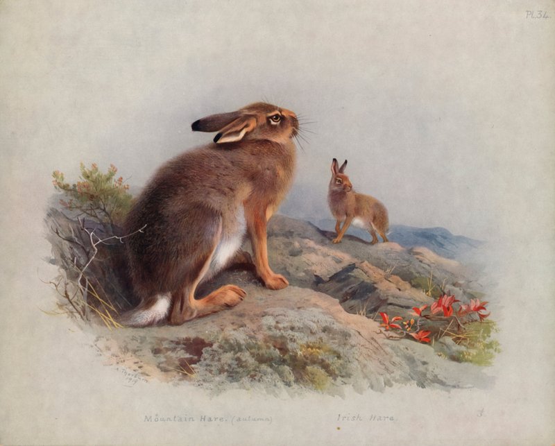 Zajíc horský (podzim), zajíc irský od Archibald Thorburn