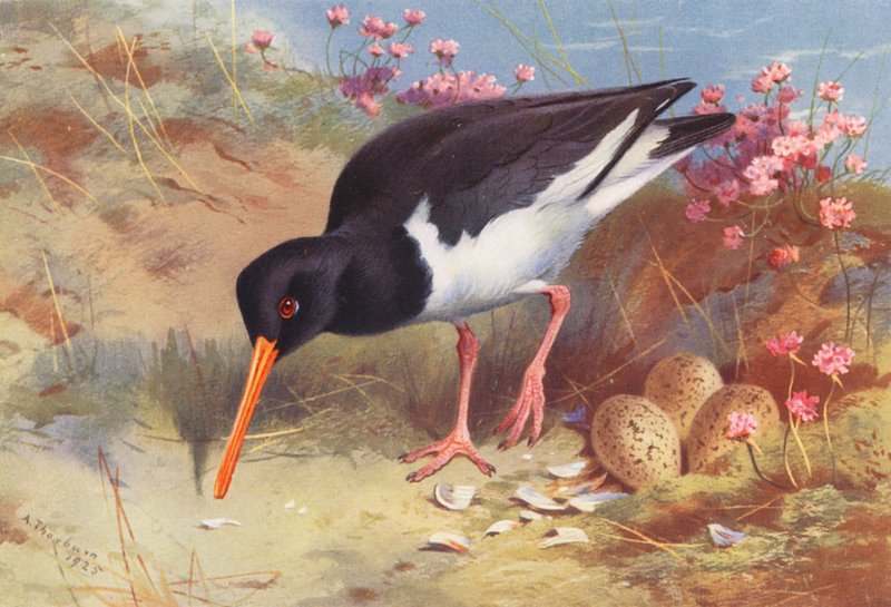 Lovec ústřic (barevná litografie) od Archibald Thorburn