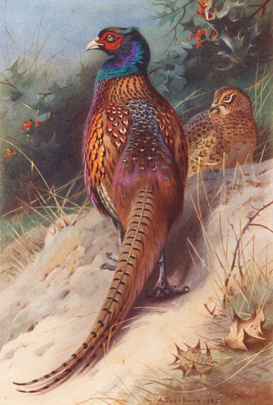 Bažant (samec a samice) (barevná litografie) od Archibald Thorburn